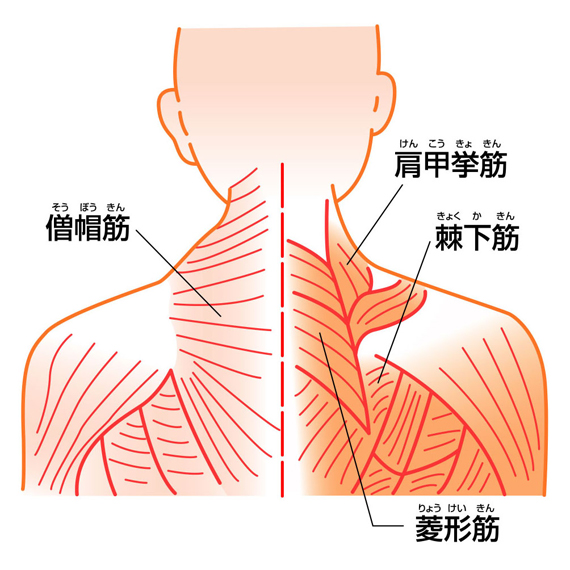 肩甲挙筋、菱形筋