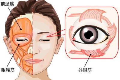 北田鍼灸院　眼精疲労で影響を受けやすい眼の周囲の筋肉
