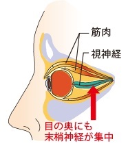 北田鍼灸院　眼精疲労で影響を受けやすい眼の神経
