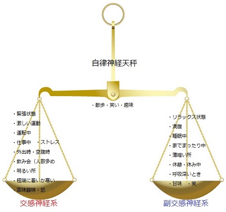 交感神経と副交感神経