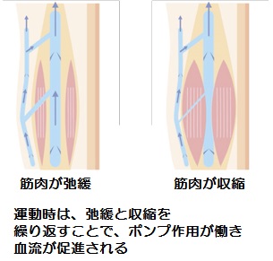 筋肉のポンプ作用　さいたま市大宮区の北田鍼灸院