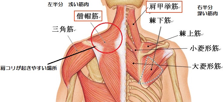 北田鍼灸院　肩の筋肉