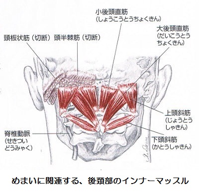 頭、頚板状筋、半棘筋、大、小後頭直筋