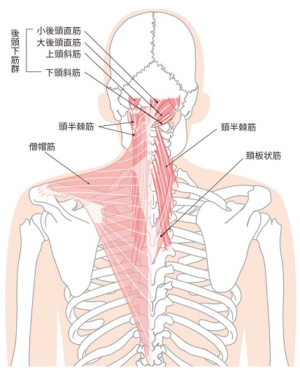 首肩の深層筋