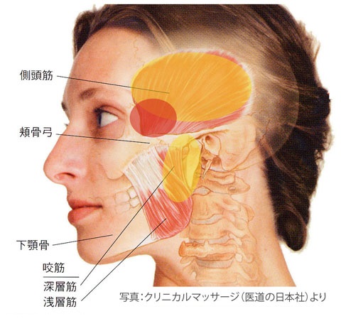 側頭筋、咬筋